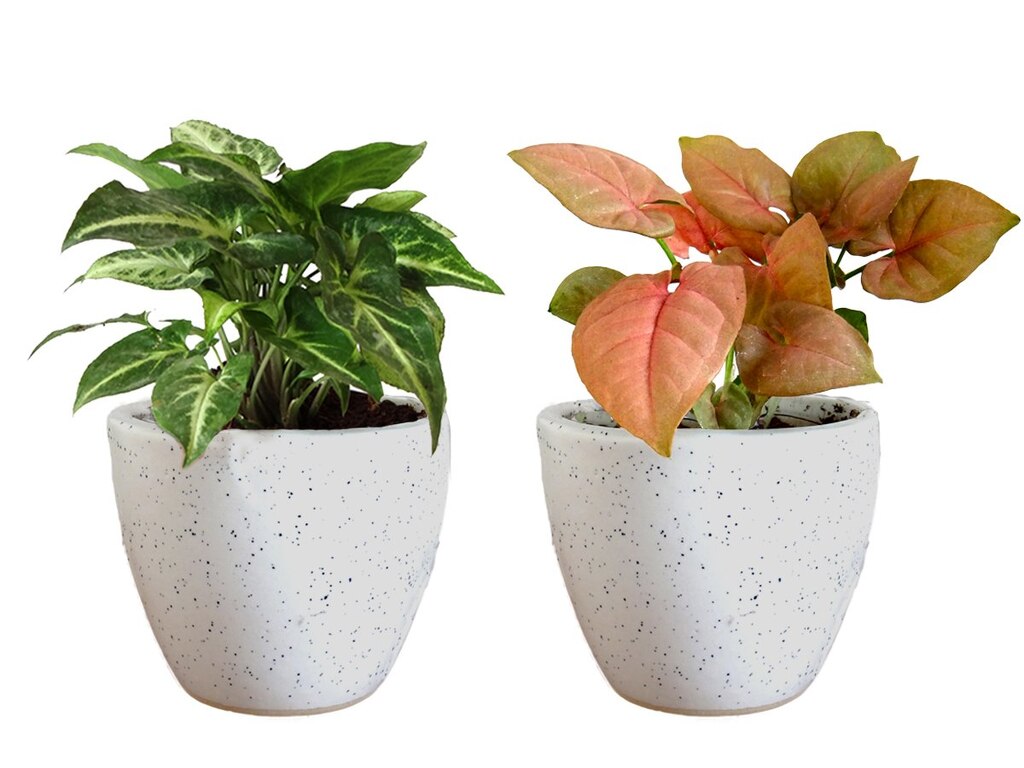 Combo Of Good Luck Air Purifying Live Syngonium Pink And Syngonium Green Plant In White Round Dew Ceramic Pot